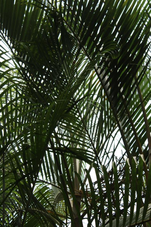 Cabinas Tortuguero Eksteriør billede