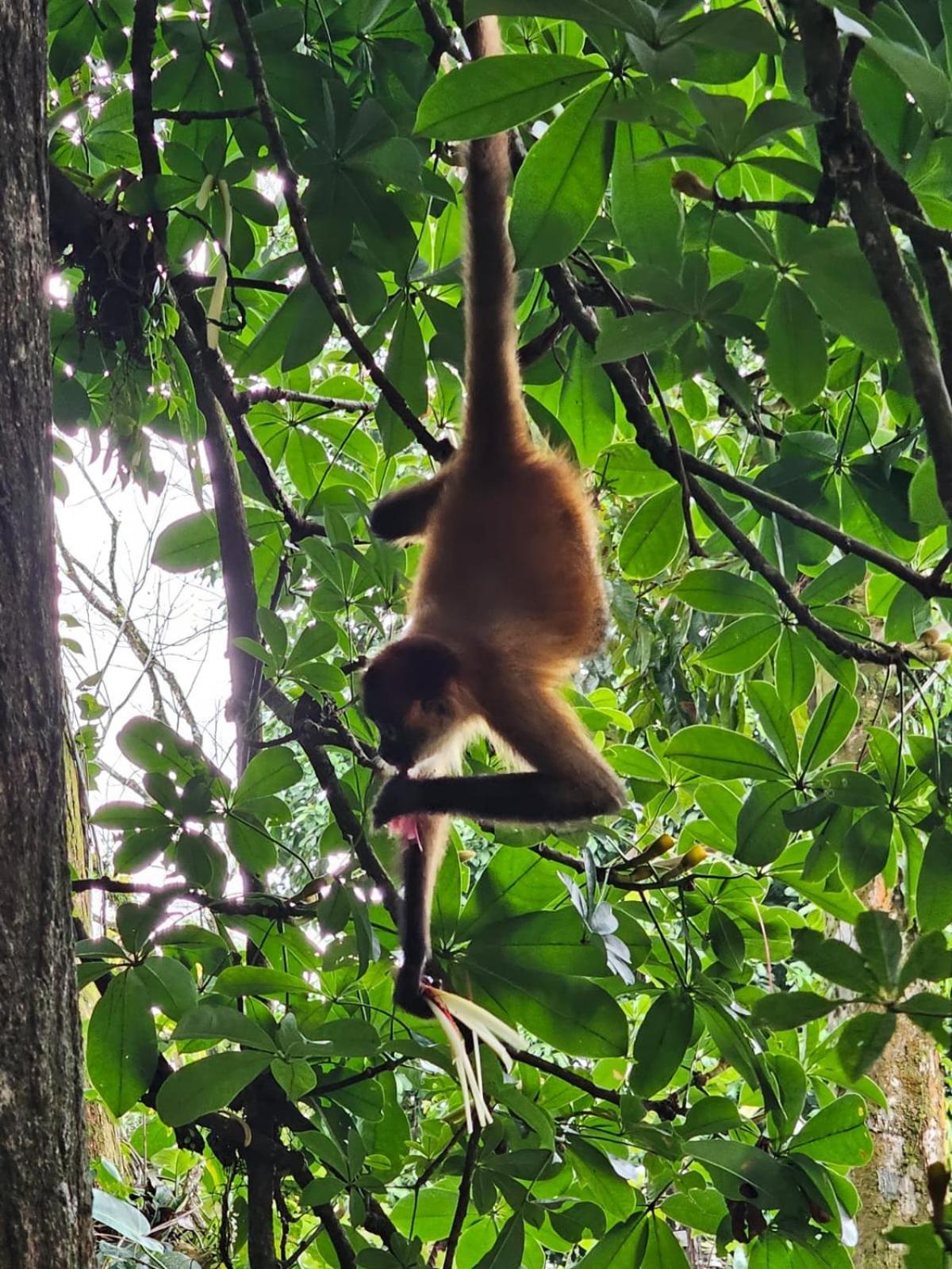 Cabinas Tortuguero Eksteriør billede