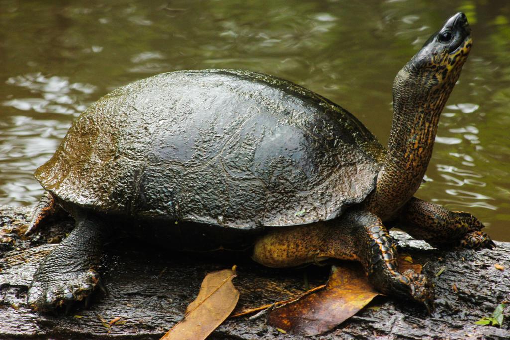 Cabinas Tortuguero Eksteriør billede