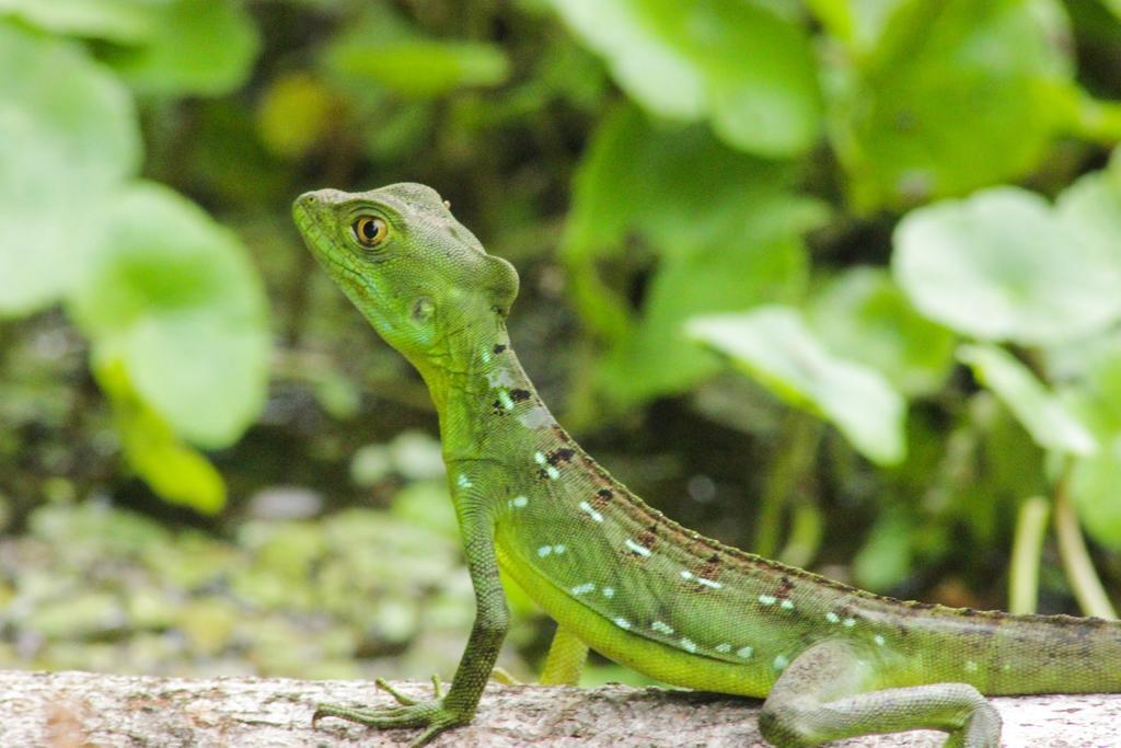 Cabinas Tortuguero Eksteriør billede