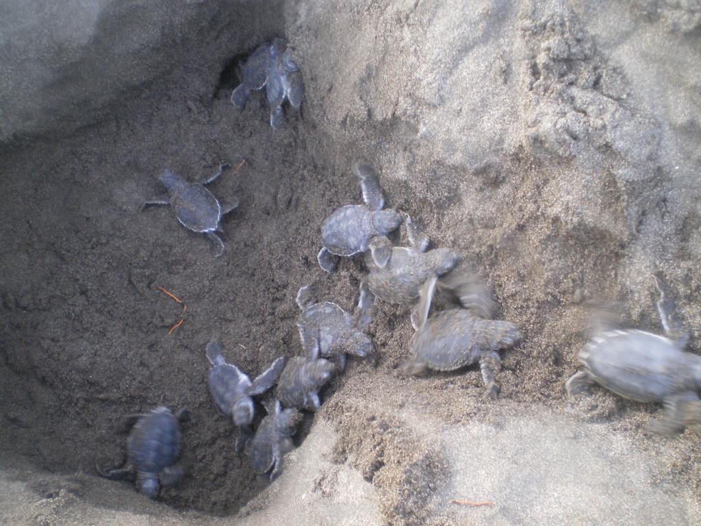 Cabinas Tortuguero Eksteriør billede