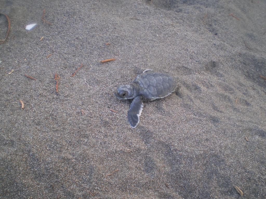 Cabinas Tortuguero Eksteriør billede
